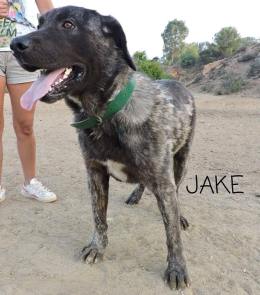 JAKE